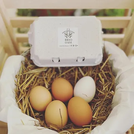 Gospodarstwo wiejskie Bb10 Oasi *